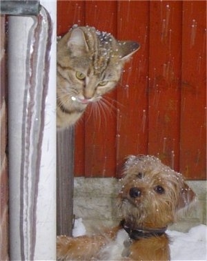 A brown with white Yorkie Russell puppy is standing in snow and it is jumped up and looking up at a cat that is to the left of it. There is a red barn behind them.