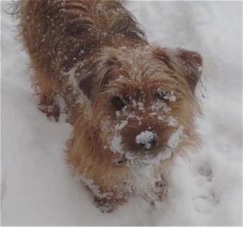 A brown Yorkie Russell puppy is standing outside in a snow with snow stuck to its fur and on its nose.