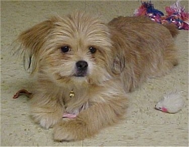 The front left side of a tan Yorkinese dog laying on a carpet. It is looking to the right and there is a red, white and blue rope toy behind it. The dog has dark eyes, a black nose and black lips. Its coat is thick.