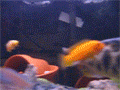A animated gif of a Tiger Oscar in a Fish Tank