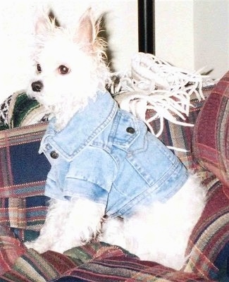 Side view - A white Malchi is sitting on a red plaid couch wearing a jean jacket.