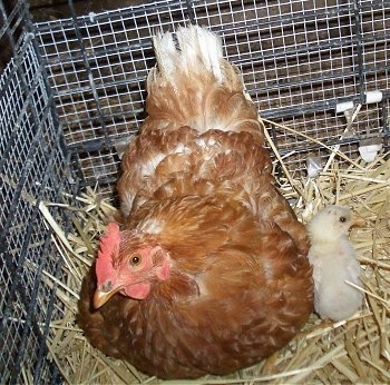 A brown with white and red Banty Rooster that is standing in a nest and it is looking to the left. There is a little white chick to the right of it.