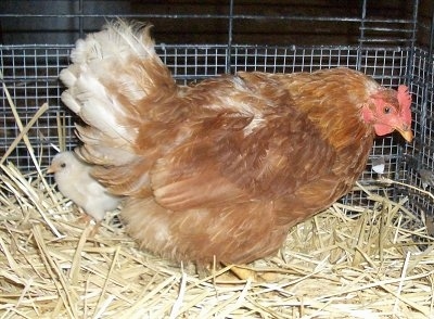 Right Profile - A brown with white and red Banty Rooster is standing in a nest and it is looking to the right. There is a little white chick behind it.