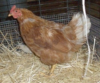 A brown with white and red Banty Rooster is standing in hay and behind it is a yellow chick.