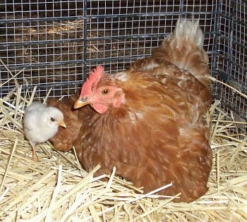 A brown with white and red Banty Rooster is laying in a nest in a cage next to a chick that is walking around.