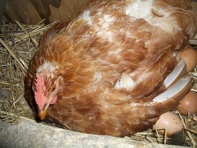 Close Up - A brown with white and red Banty Rooster is sitting on unhatched eggs in a nest.