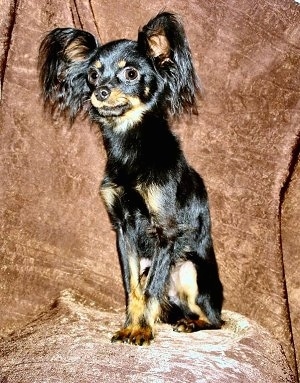 Close Up front side view - A black and tan Russian Toy Terrier is sitting on a brown chair looking forward.