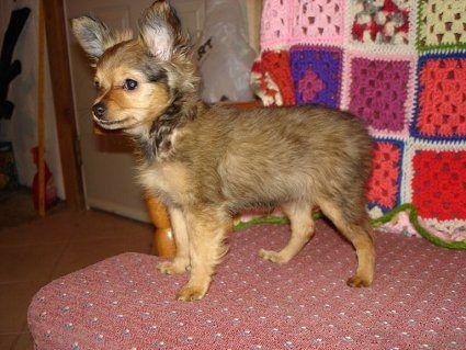 Side view - A tan with black tipped Russian Longhaired Toy Terrier puppy is standing on a wooden chair with a maroon cushion and it is looking over the edge. There is a knitted quilt over the back of the chair.