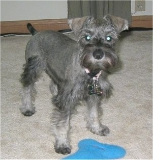 Front side view - A grey with white Schnoodle dog is standing on a tan carpet looking forward. There is a blue towel on the floor in front of it.