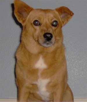 A reddish-brown with white Shocker dog is sitting on a hardwood floor, it is looking forward and its head is slightly turned to the right. It has wide round eyes, one ear perked up and the other ear is up with the tip curved over to the front. It has a black nose and white on its chest.