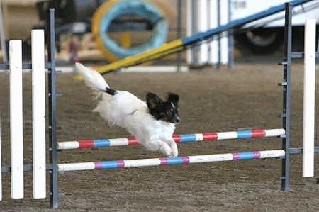 A Papillon dog is jumping over a white, blue and red agility bar on an obstacle course