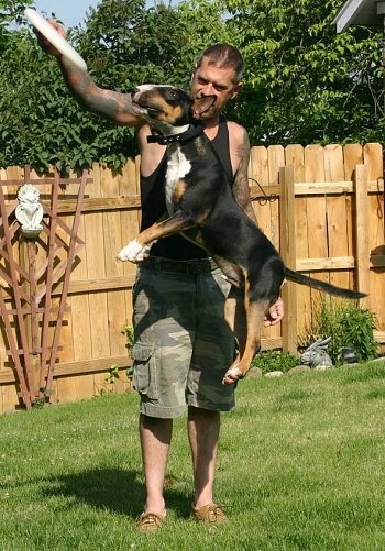 Ziggy the Bull Terrier is in the middle of a jump a couple of feet up in the air to grab a frisbee out of the hands of a person
