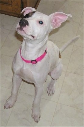 The front left side of a white with brown spotted American Pit Bull Terrier puppy is sitting on a tiled floor with one ear up and it is looking up.