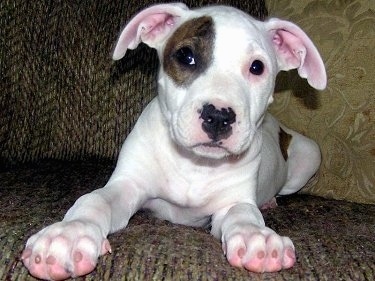 Close up - A white with brown Pit Bull Terrier puppy is laying on a couch and it is looking forward.