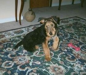 The right side of a black with tan Airedale Terrier puppy is sitting on a carpet next to a pink dog bone toy