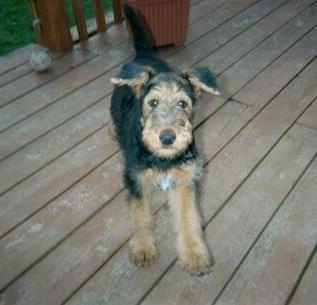 A black with tan top down view of an Airedale Terrier puppy that is standing on a wooden porch