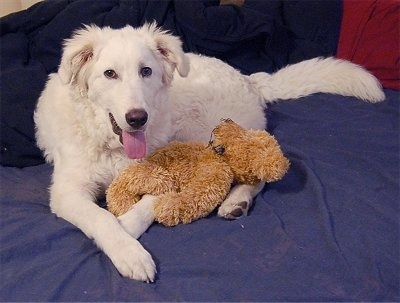 A large breed white Akbash Dog is laying on a blanket with a brown Teddy Bear.
