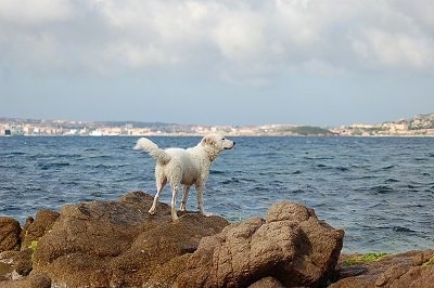 The back of a white Akbash Dog standing on a rock and looking at a body of water. The dog is smelling the air.