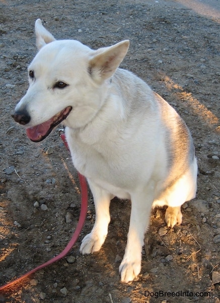 A white Alaskan Husky sitting on dirt with mouth open
