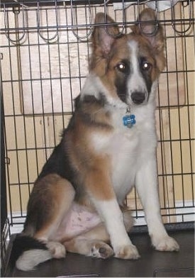 A perk-eared, tricolor, black, tan and white Alaskan Malamute/Australian Shepherd mix puppy is sitting inside of a black dog crate looking forward.