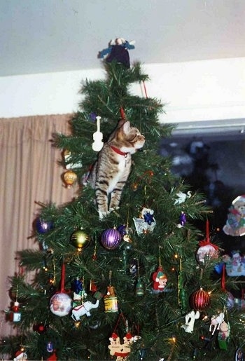 Rusty the kitten is standing near the top of a decorated Christmas tree perched on the top branches and looking to the right