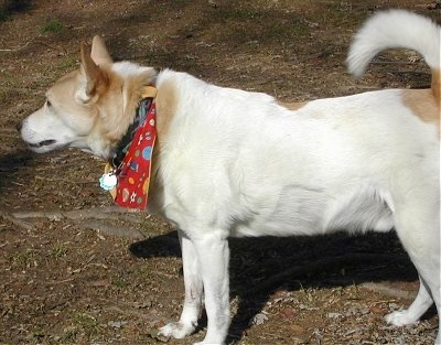 The left side of a white with tan American Eagle Dog that is wearing a bandana and standing on dirt. It is looking to the left.