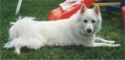 A large white Standard American Eskimo is laying across a grass field. There is a red plastic sliding board behind it.