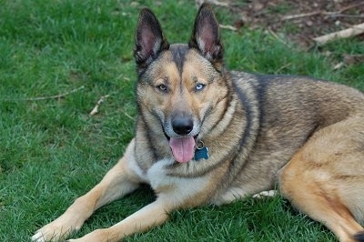 A shepherd-looking brown with black dog that has one blue eye and prick ears laying on grass with his mouth open and tongue out