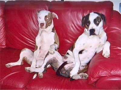 Two Pit Bull Terriers sitting up like humans on a bright red leather couch