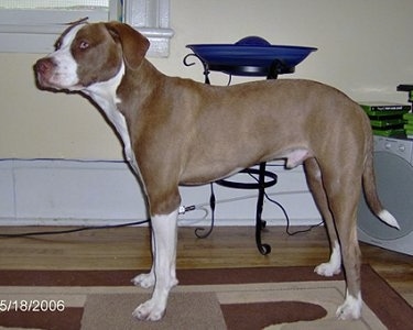 The left side of a brown with white American Pitbull Terrier that is standing across a carpet in a living room and it is looking to the left.