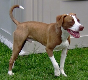 The front right side of a brown with white American Pit Bull Terrier is walking across grass with its mouth is open and it is in front of a shed.
