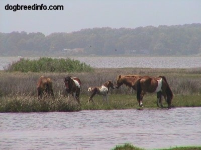 Four full grown ponies and a colt in a marshy area