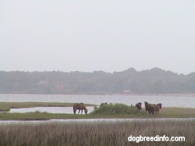 Five Ponies on a strip of land in the middle of a body of water