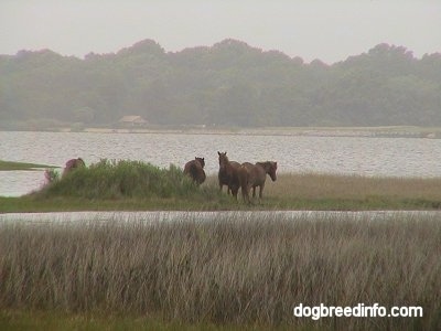 Four Ponies on a strip of land in the middle of a body of water