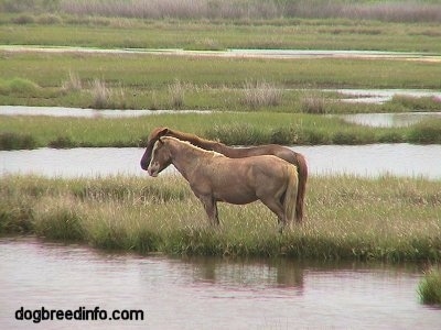 The left side of Two Ponies that are standing on grass in a marshland
