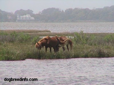 Two ponies eating on a strip of land surrounded by water
