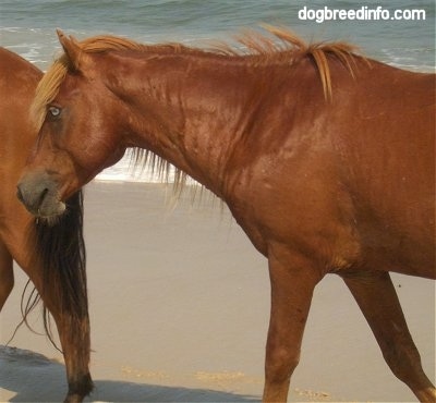 Close Up - The left backside of a brown Pony that is walking across a beach and behind it is the head of another brown Pony