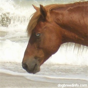Close Up - The left side of a Blue-eyed ponys head with there is a wave crashing behind it