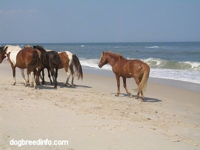 A herd of five ponies that are walking along a beach