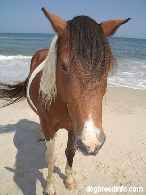 Close Up - A Pony is standing in front of the ocean