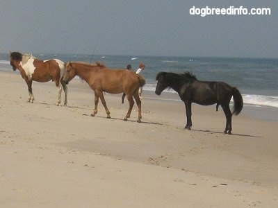 The left side of a group of Ponies standing on the beach