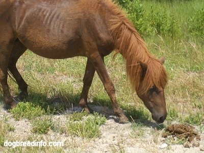 The right side of a brown Pony that is sniffing a mound of stool