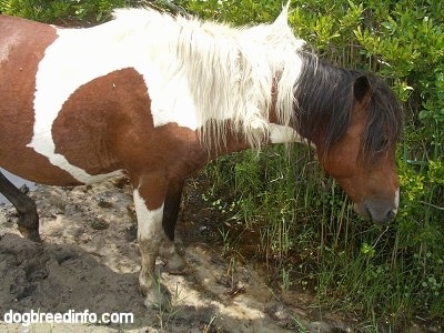 Close Up - A Pony is eatings grass in that is in a creek