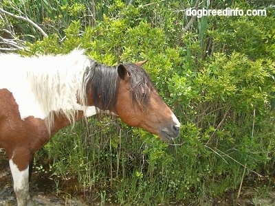Close Up - A Pony is sticking its head next to a lot of weeds