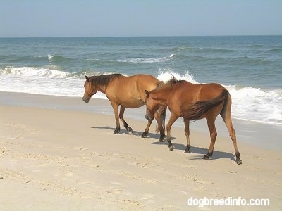 Two wild ponies holding their heads low as they walk beachside