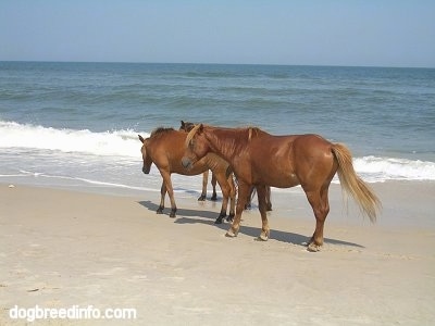 The left side of Three ponies standing beachside