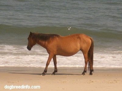 The left side of a brown pony is walking along a beach