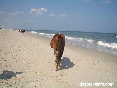 Tha back of a paint Pony that is walking across a beach