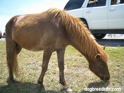 The right side of a brown Pony that is eating grass next to a car