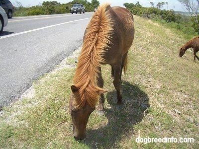 Close Up - A brown Pony is eating grass roadside